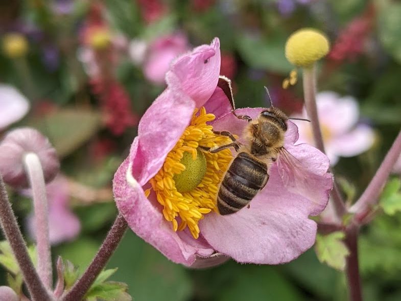 Honeybee on a pink flower
